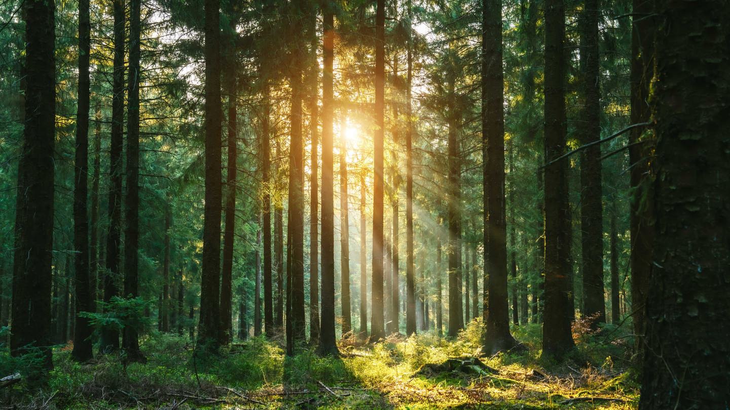 Solen lyser genom en granskog