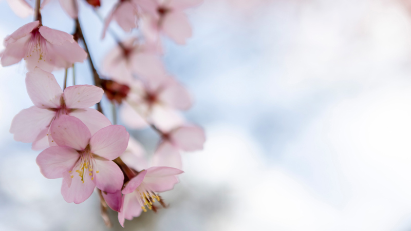 Närbild på körsbärsblommor